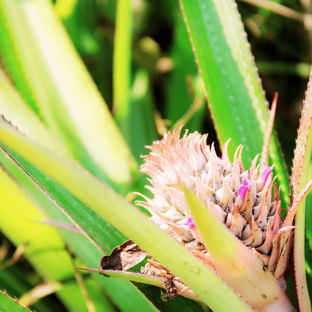 Provide Sunlight For A Pineapple Plant