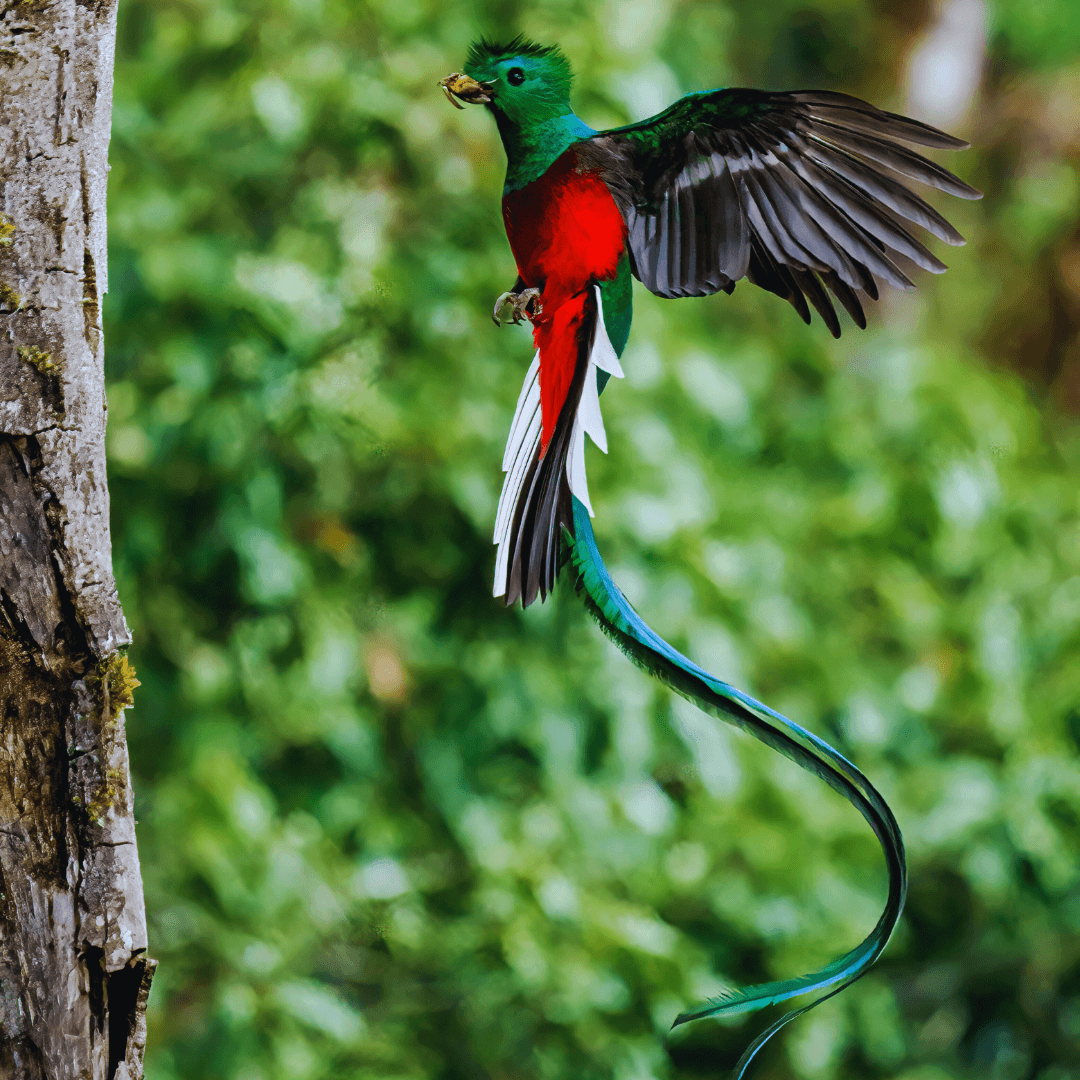 Resplendent Quetzal (Pharomachrus mocinno)