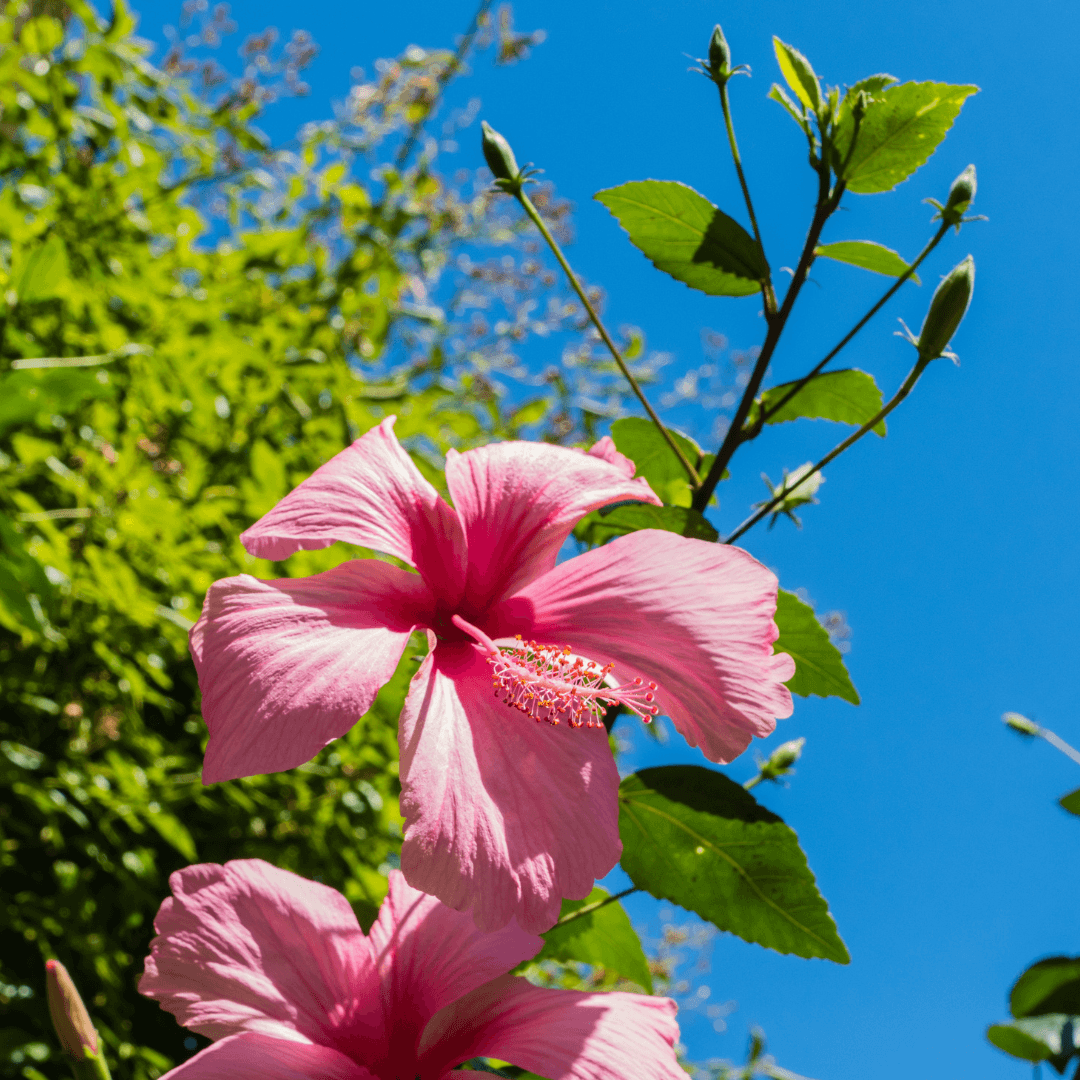 Sunlight Requirements To Grow Hibiscus In A Pot