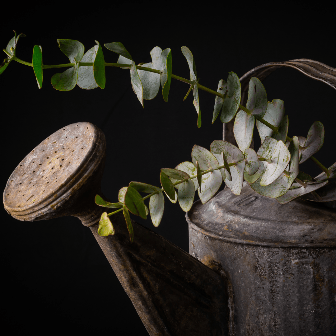 Watering Eucalyptus Plants