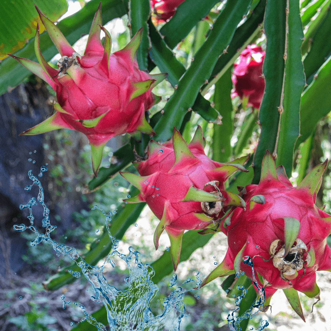 Watering Pitaya