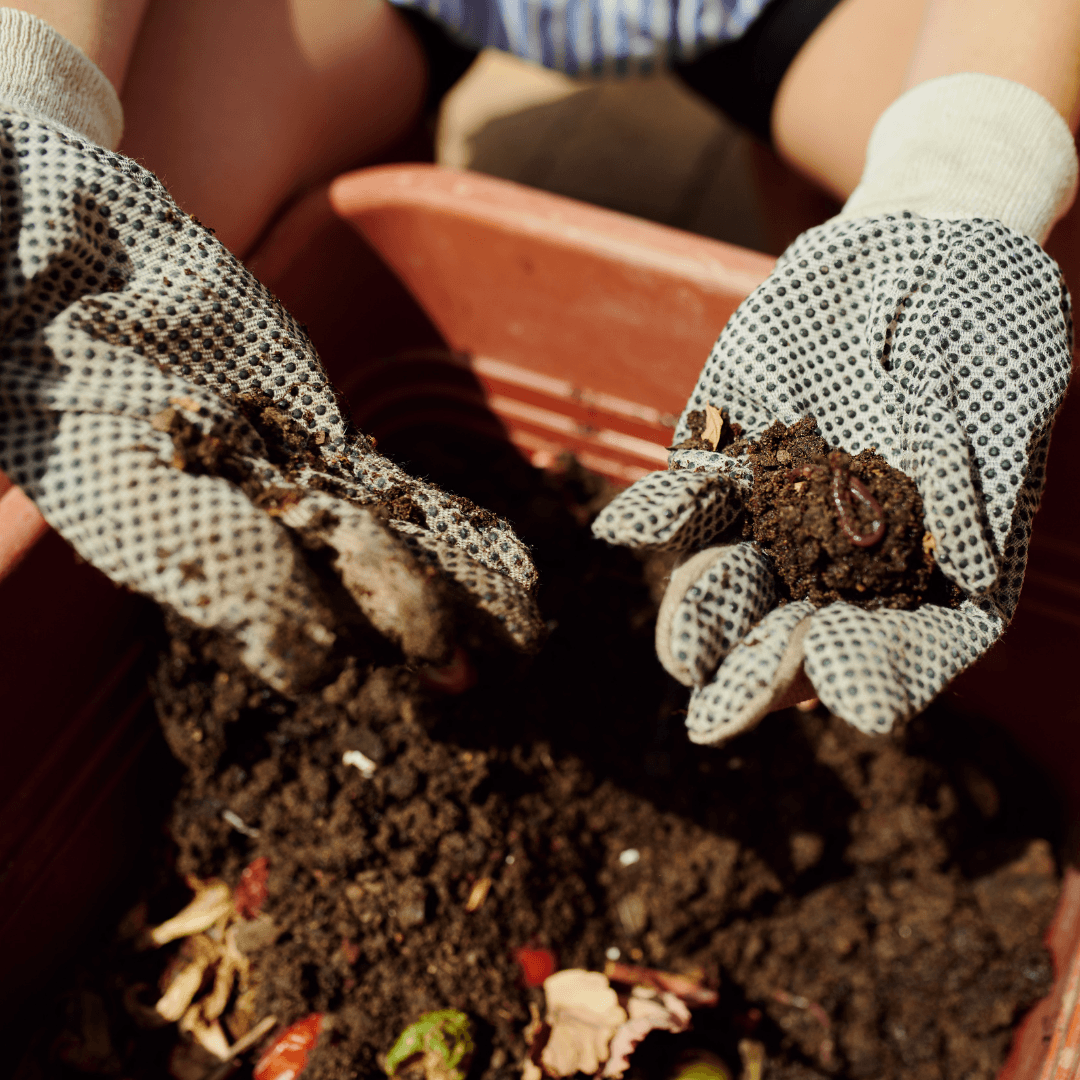 Fertilize A Pineapple Plant Sparingly