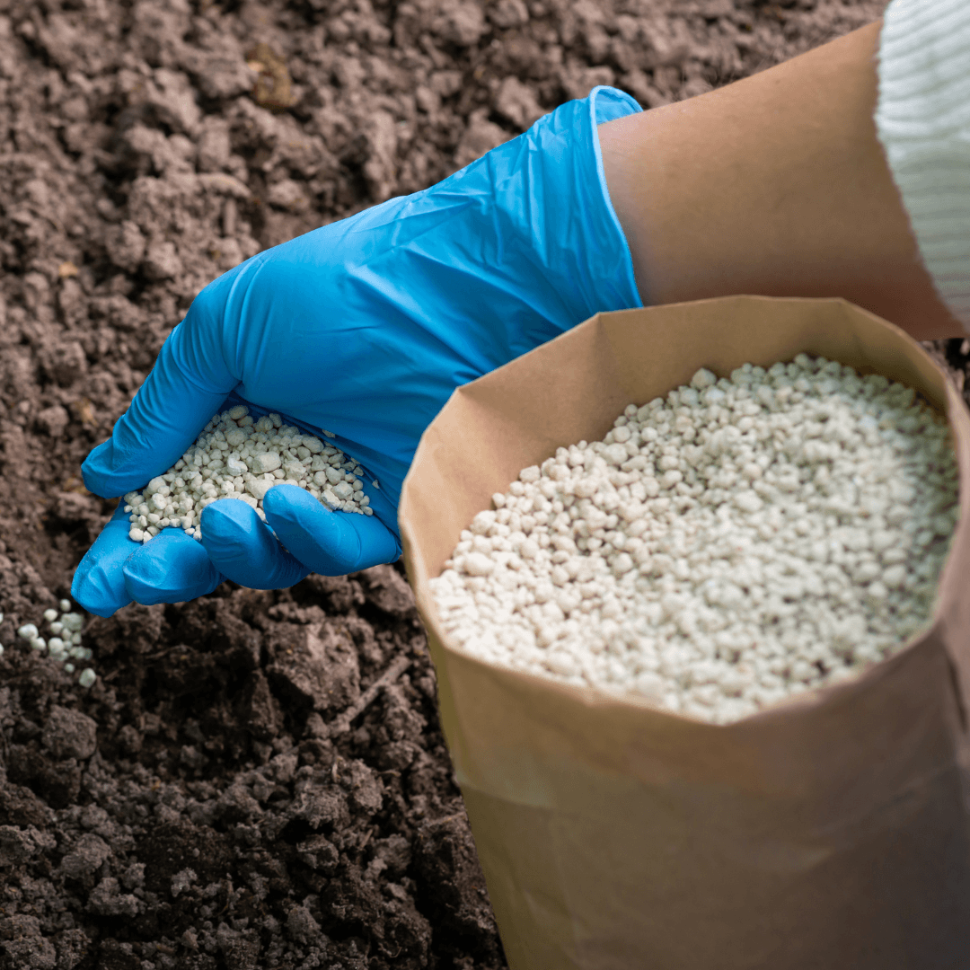 Fertilizing Of Eucalyptus Plants