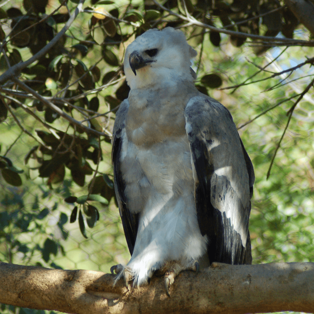 Harpy Eagle (Harpia harpyja)