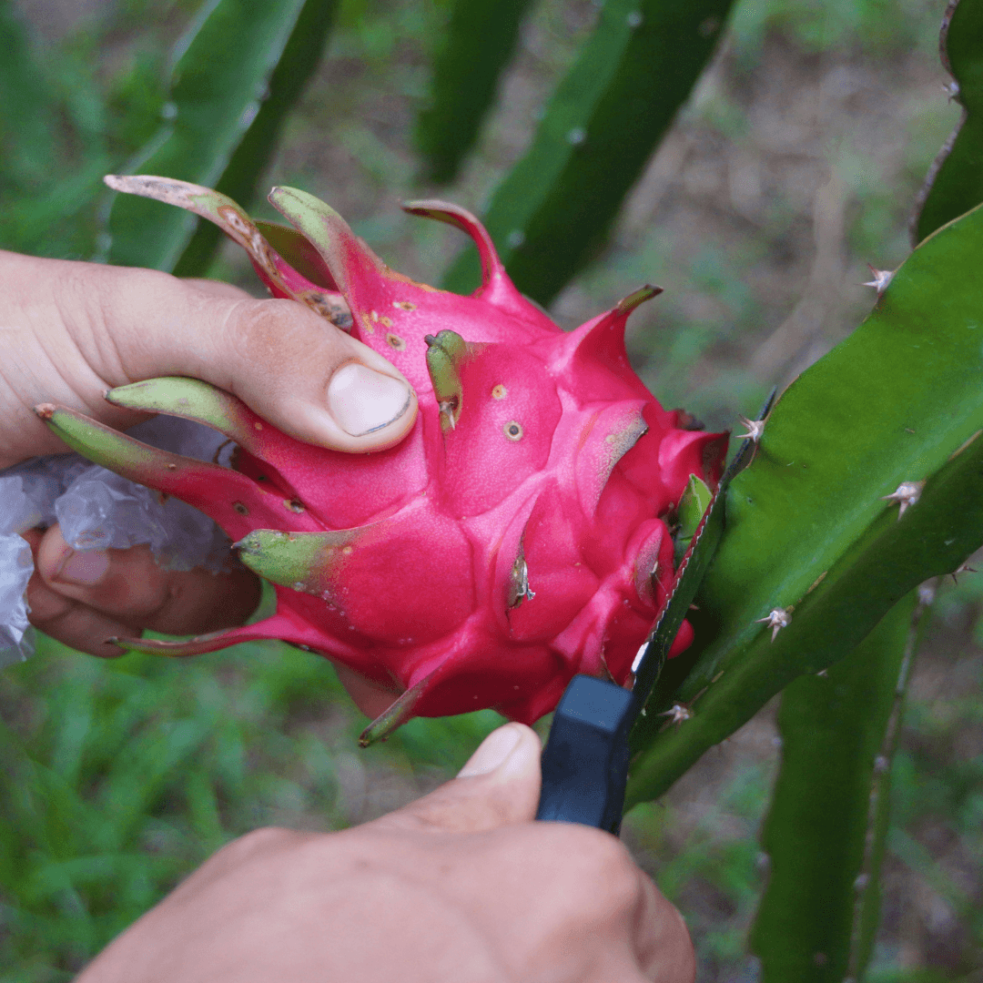 Harvesting Pitaya