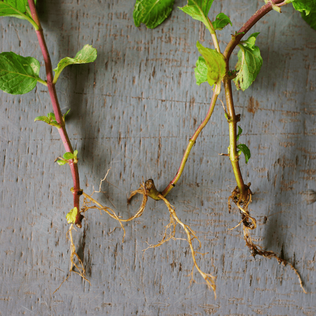 How To Propagate Mint Plants (Mentha)