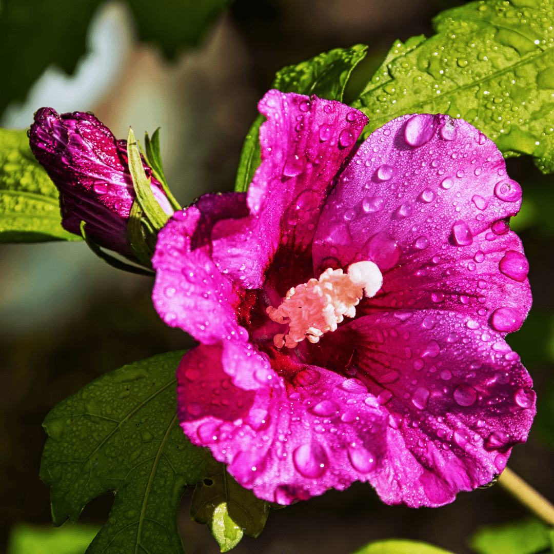 Watering Hibiscus Plants