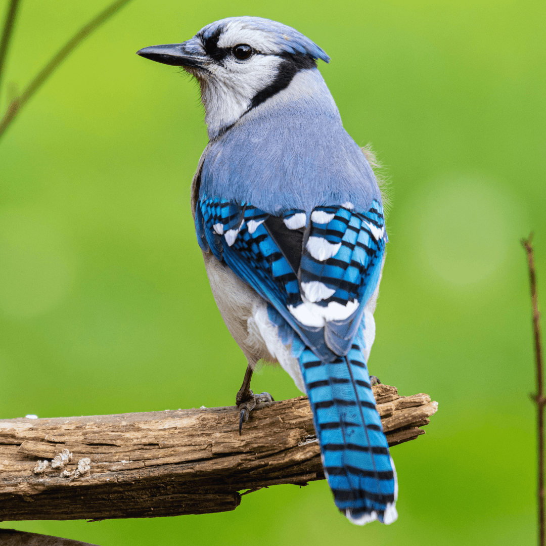 Blue Jay (Cyanocitta cristata)