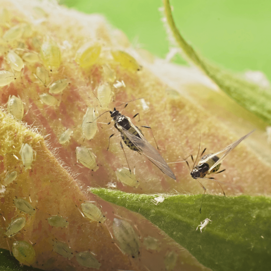 Pests & Diseases Of Hibiscus Plants