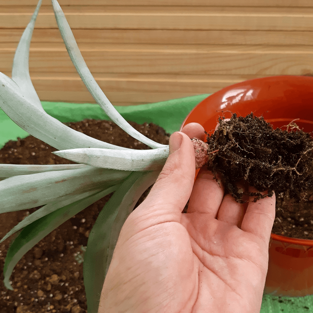 Repotting Of A Pineapple Plant