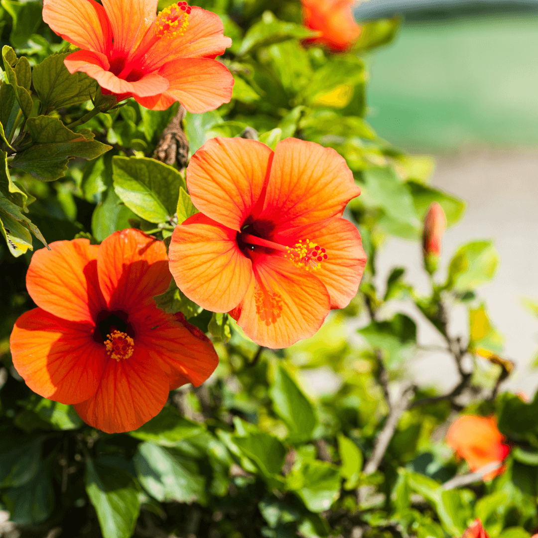 Humidity Boost For Hibiscus Plants