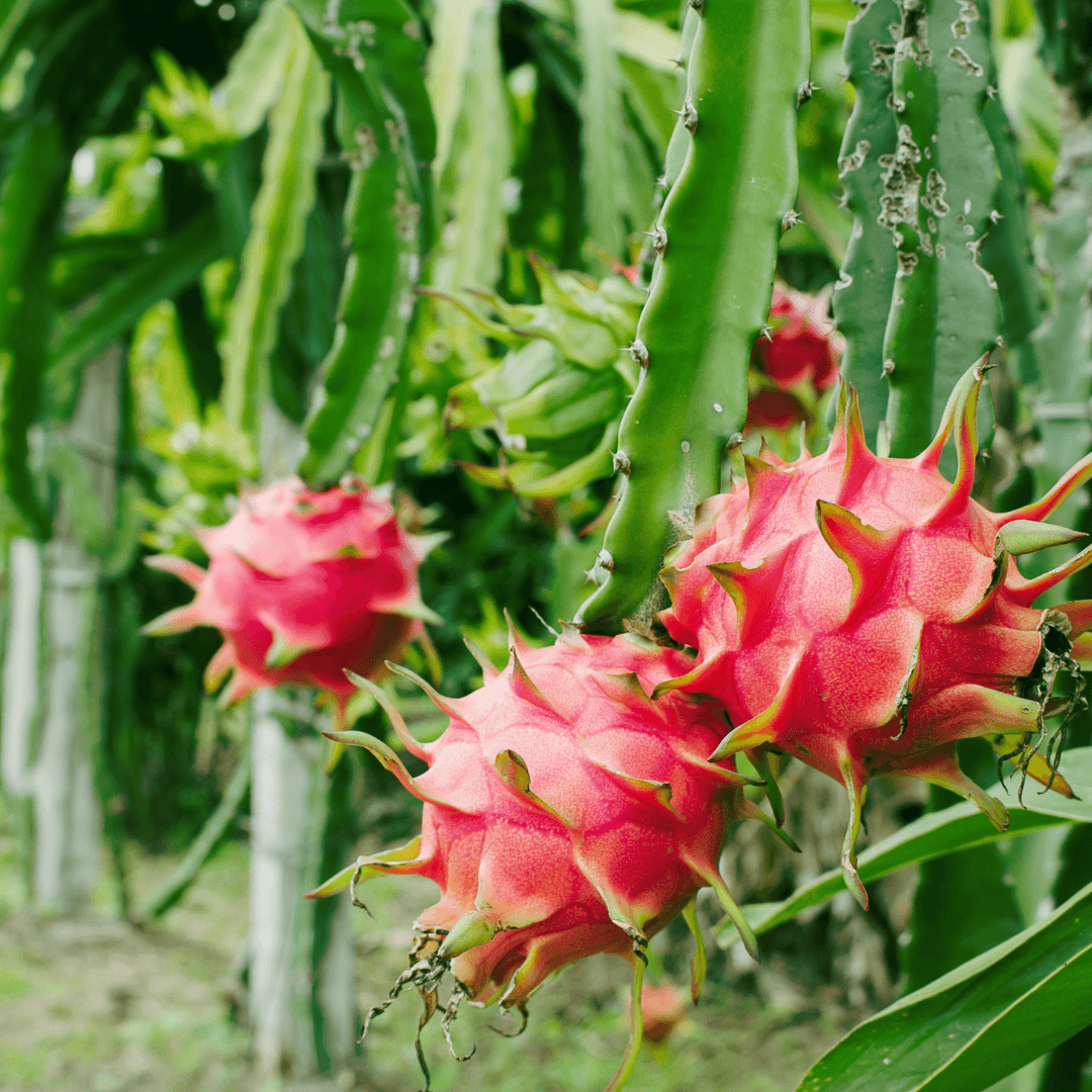 Ideas For Pitaya Trellis