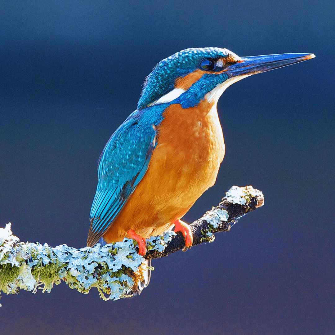 Kingfisher (Family Alcedinidae)