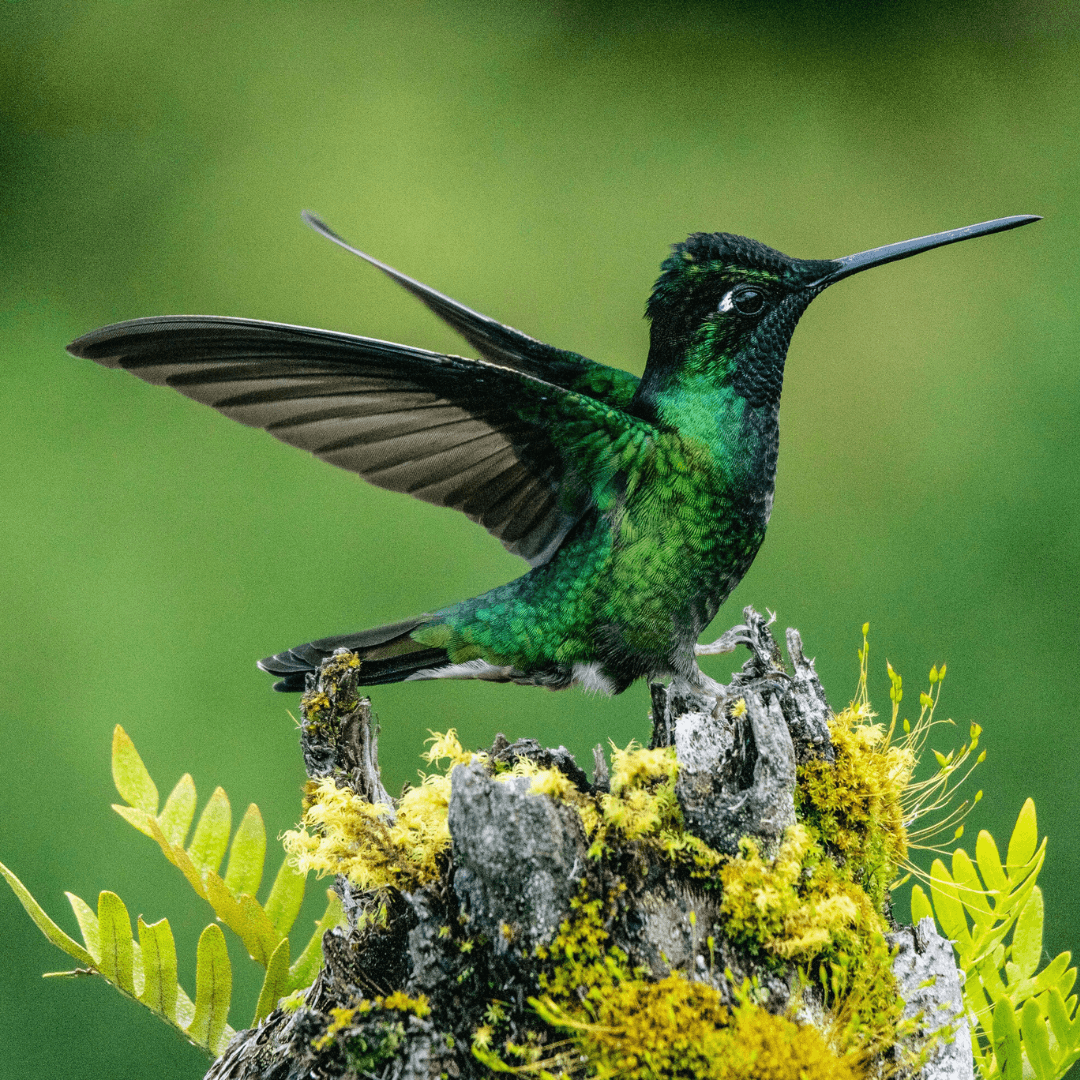 Hummingbird (Family Trochilidae)