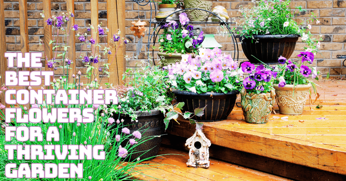 Best Container Flowers For A Thriving Garden