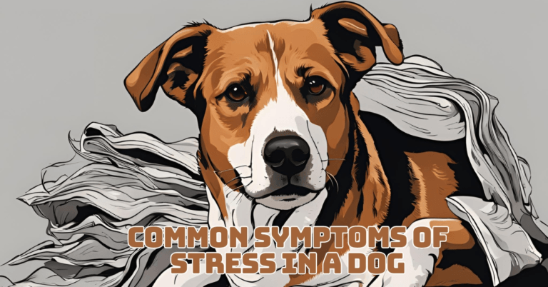 Common Symptoms Of Stress In A Dog You Shouldn’t Ignore