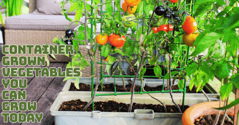 Container-Grown Vegetables