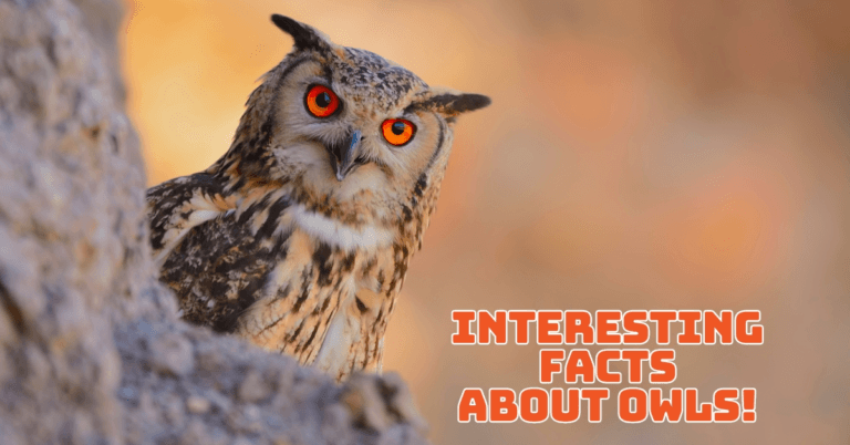 Interesting Facts About Owls That Will Fascinate You