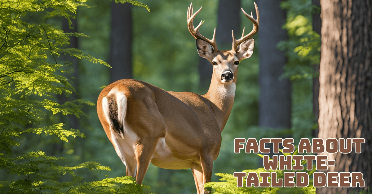 Interesting Facts About White-Tailed Deer