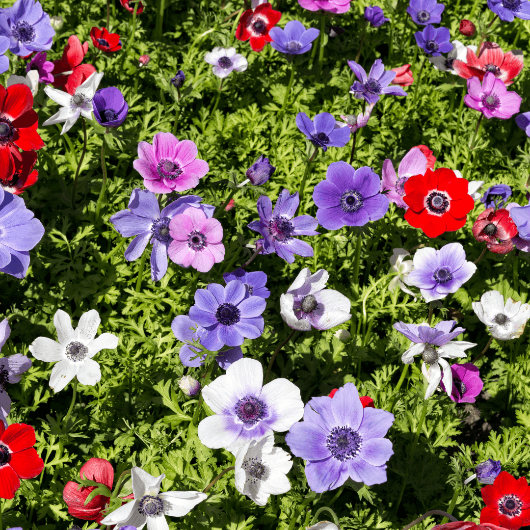 Anemones (Anemone coronaria)