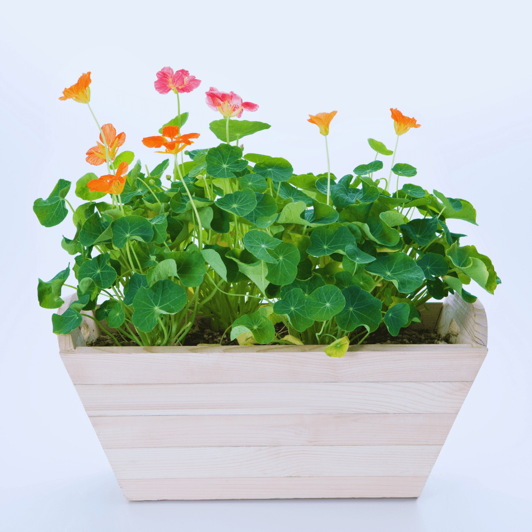 Nasturtiums