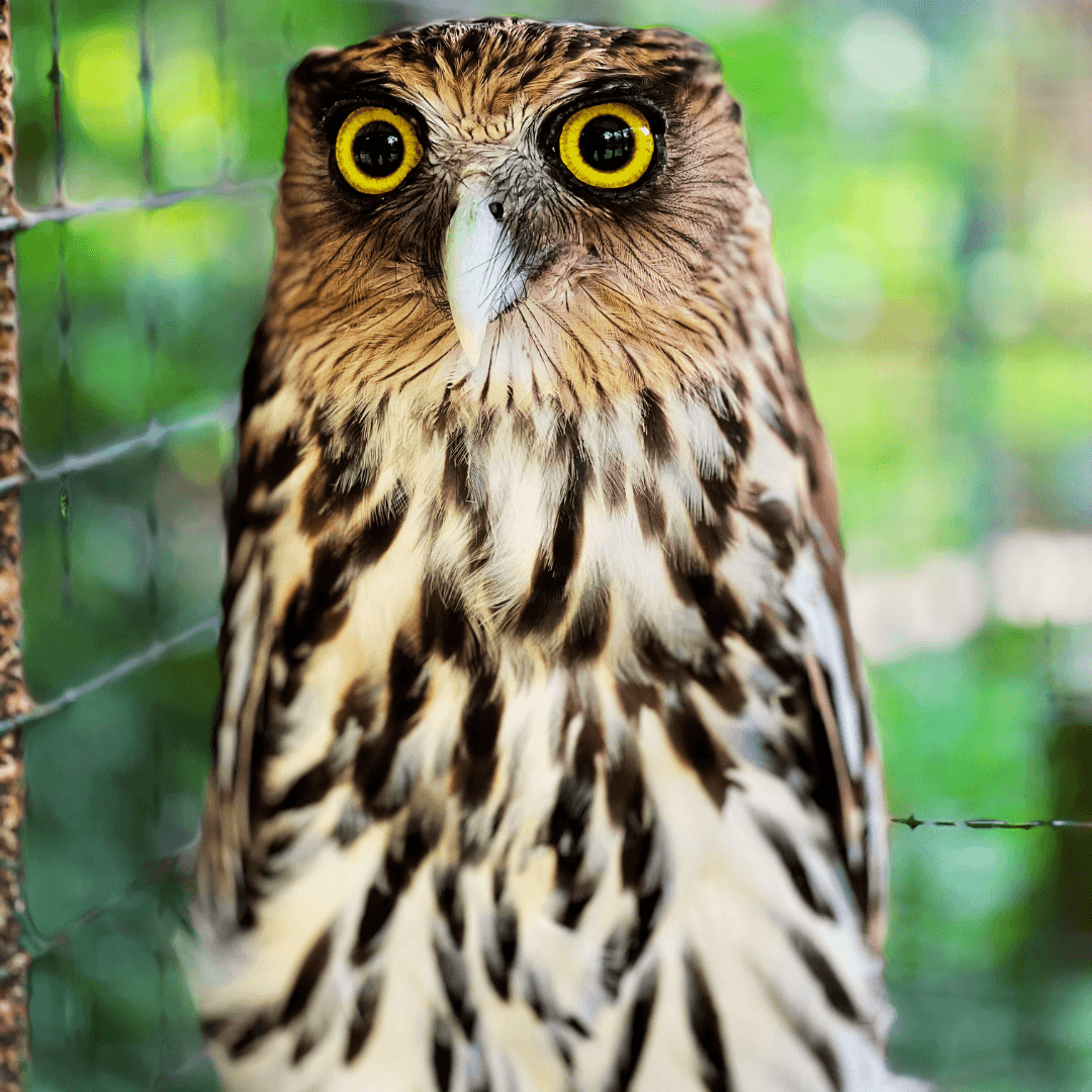 Philippine Eagle Owl