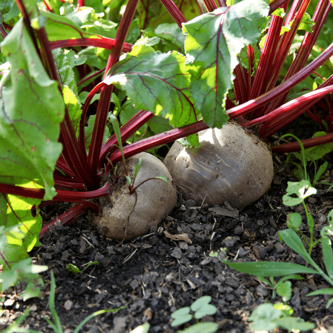 Beets