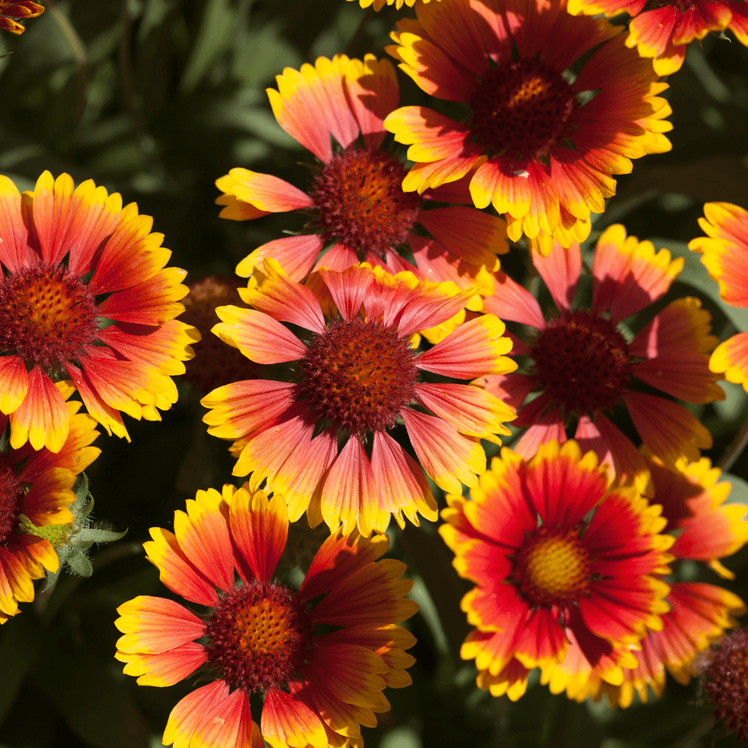 Blanket Flower (Gaillardia)