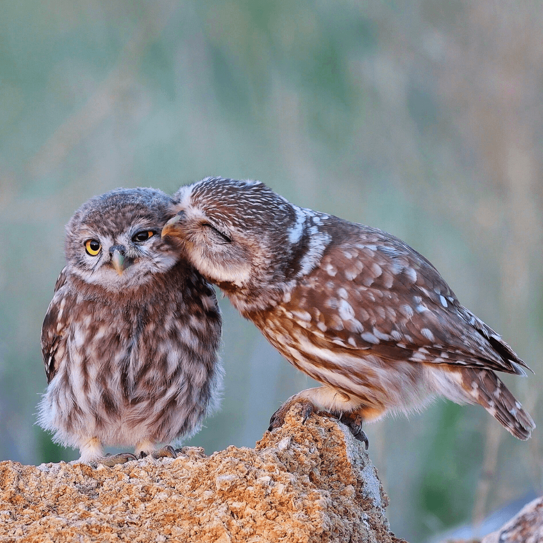 Camouflage And Patterns