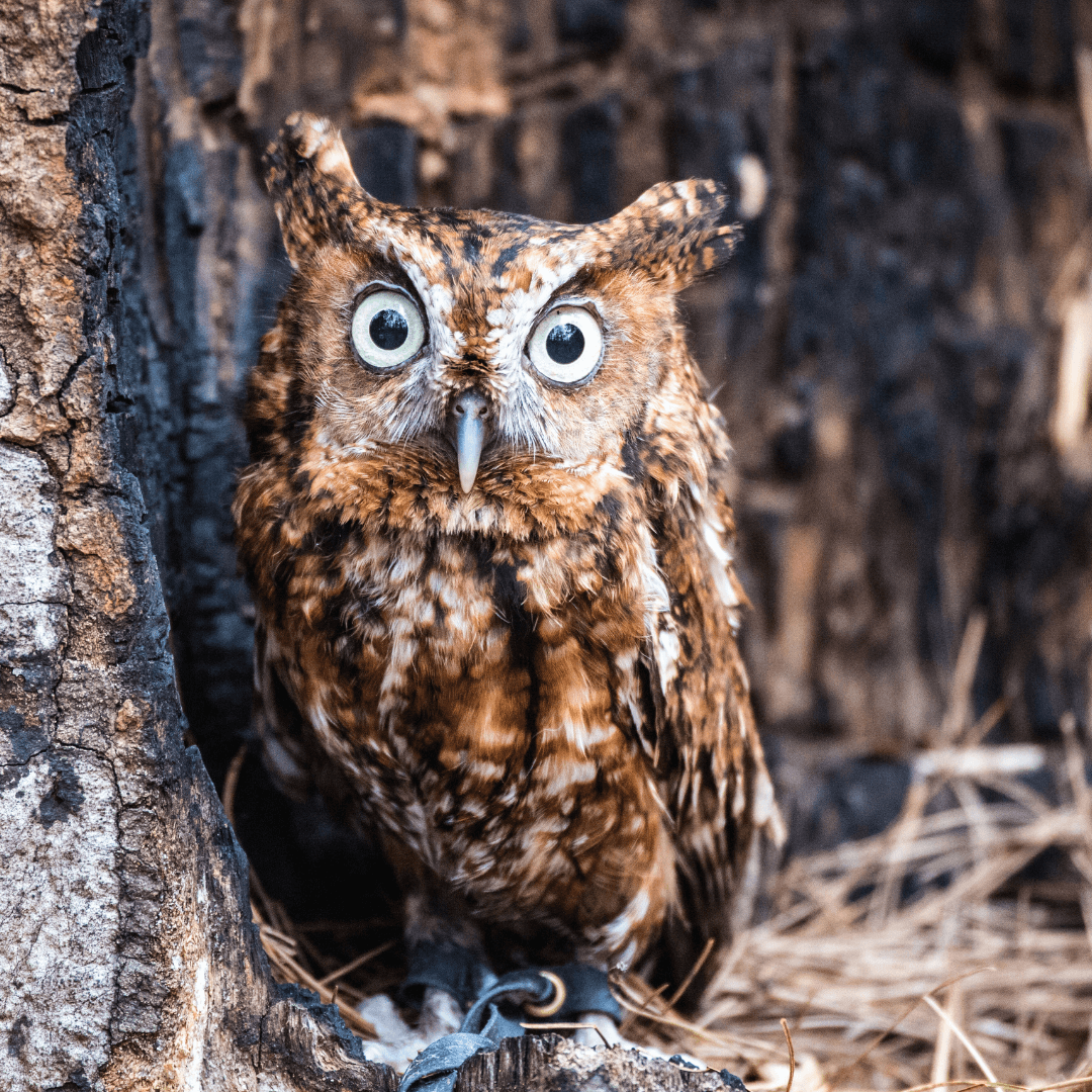 Screech Owl