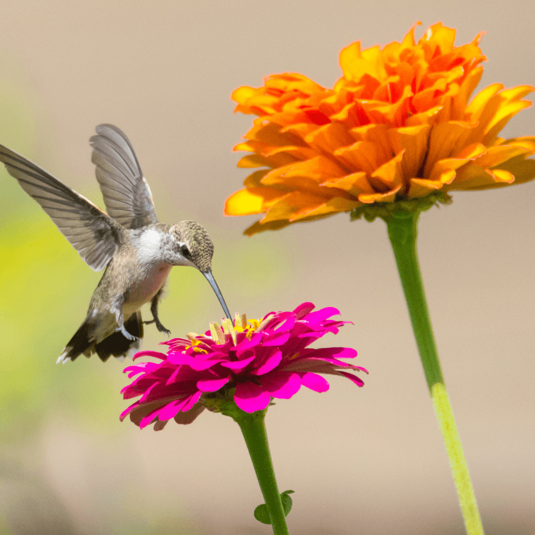 Zinnias