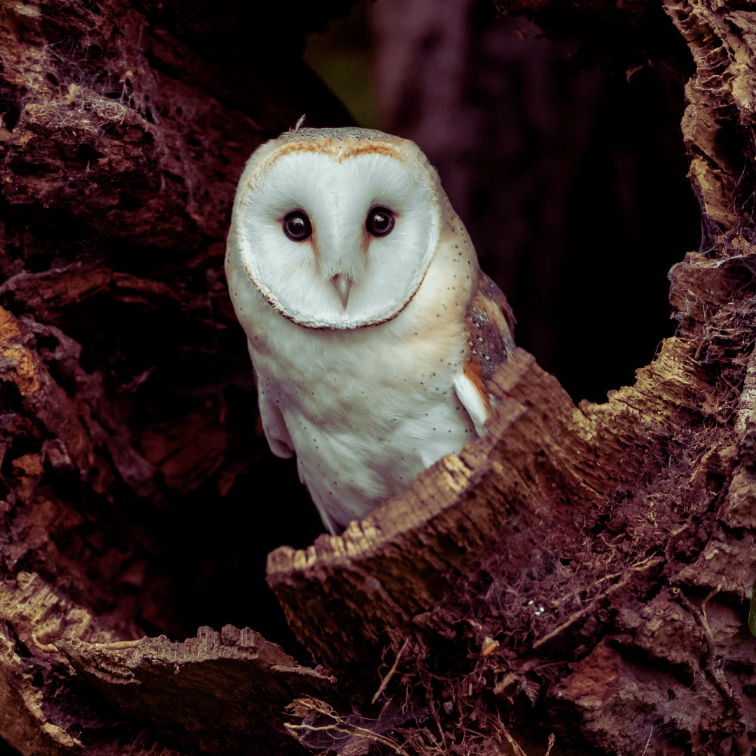 Barn Owl