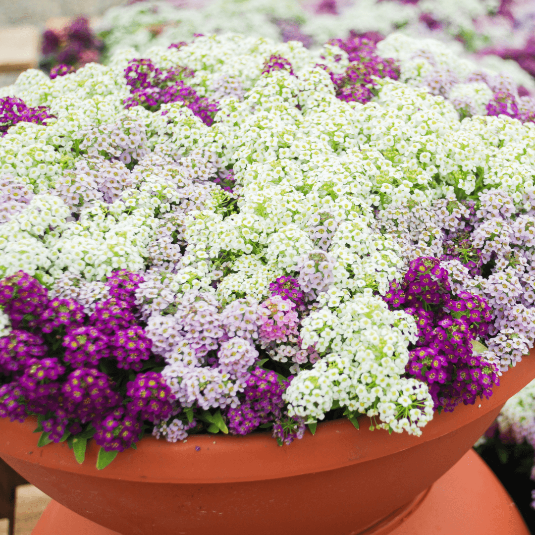 Alyssum