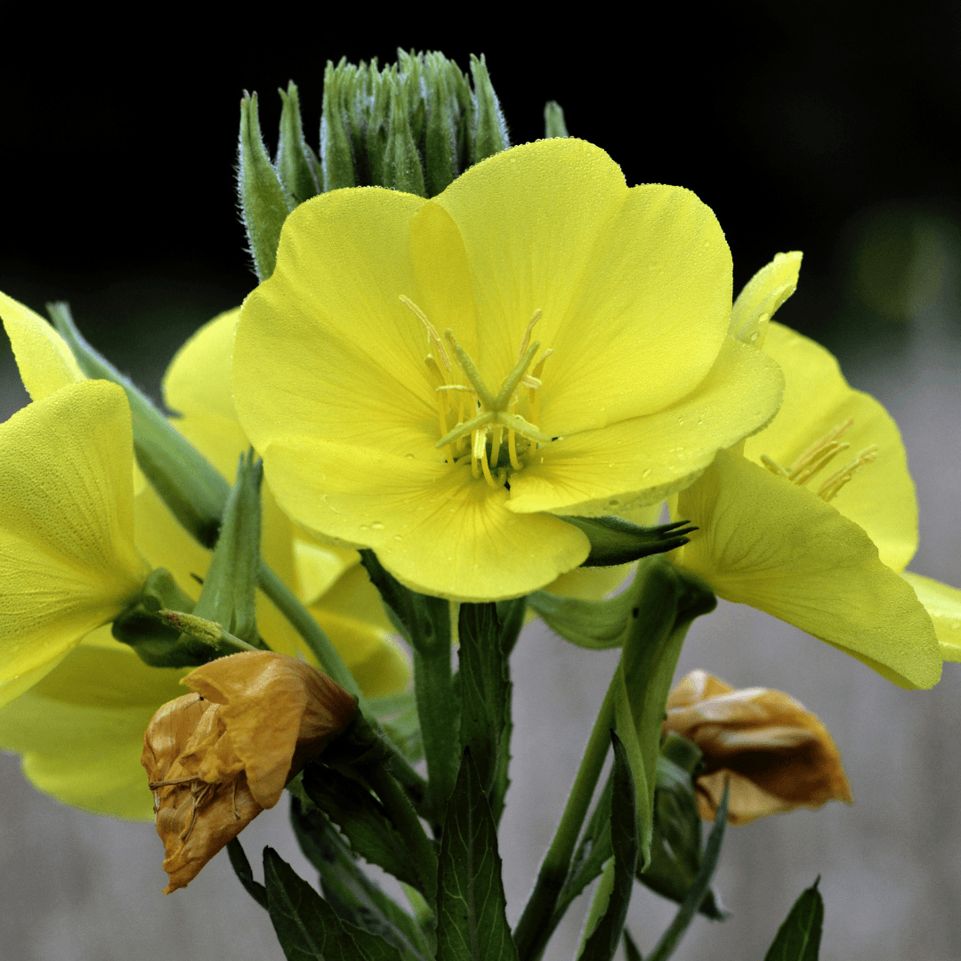 Evening Primrose (Oenothera)