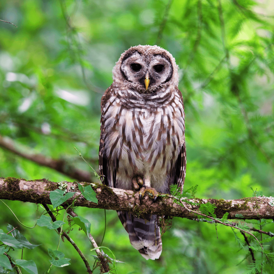 Tengmalm's Owl