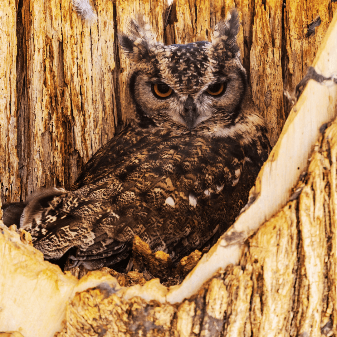 Spotted Owl