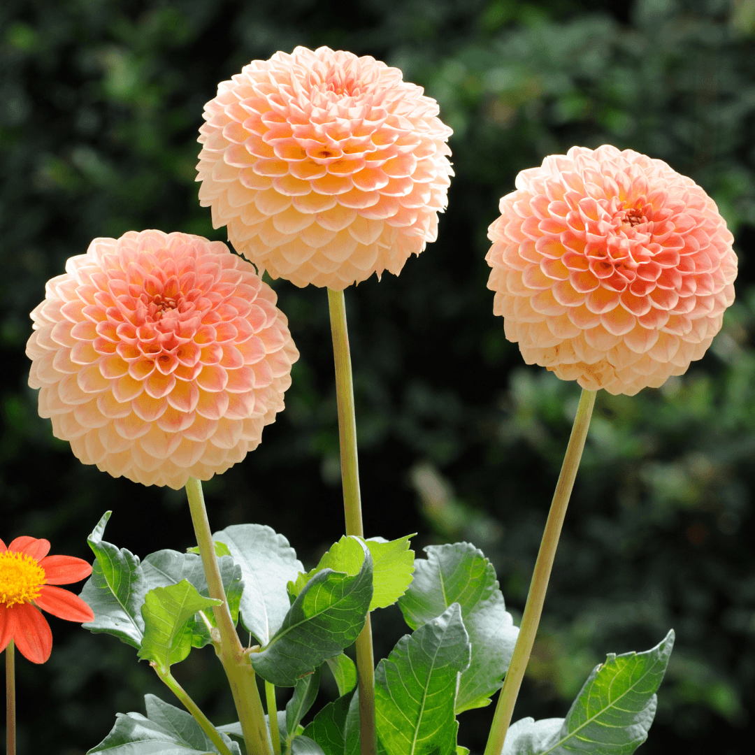 Dahlias