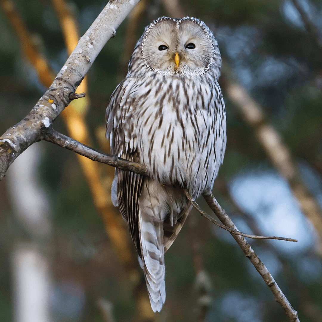 Ural Owl