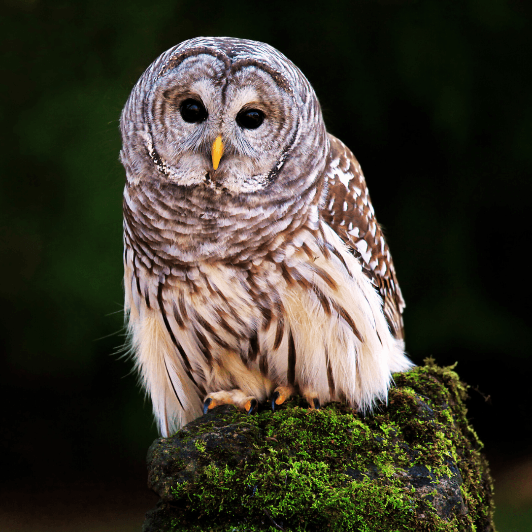 Barred Owl