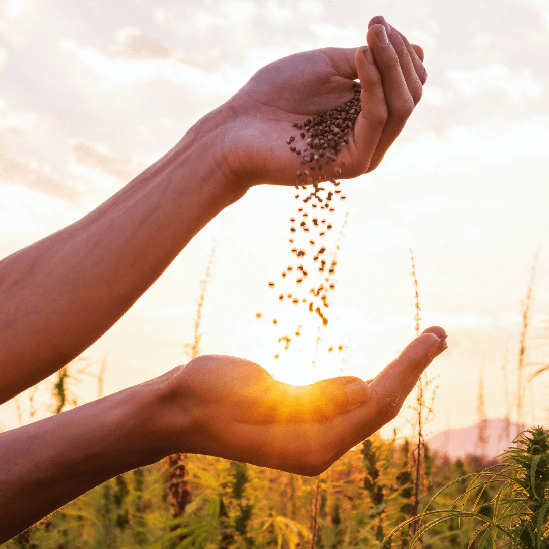 Pick The Right Wildflower Seeds