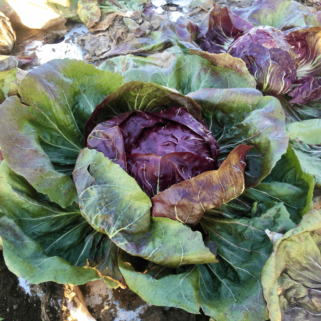 Radicchio