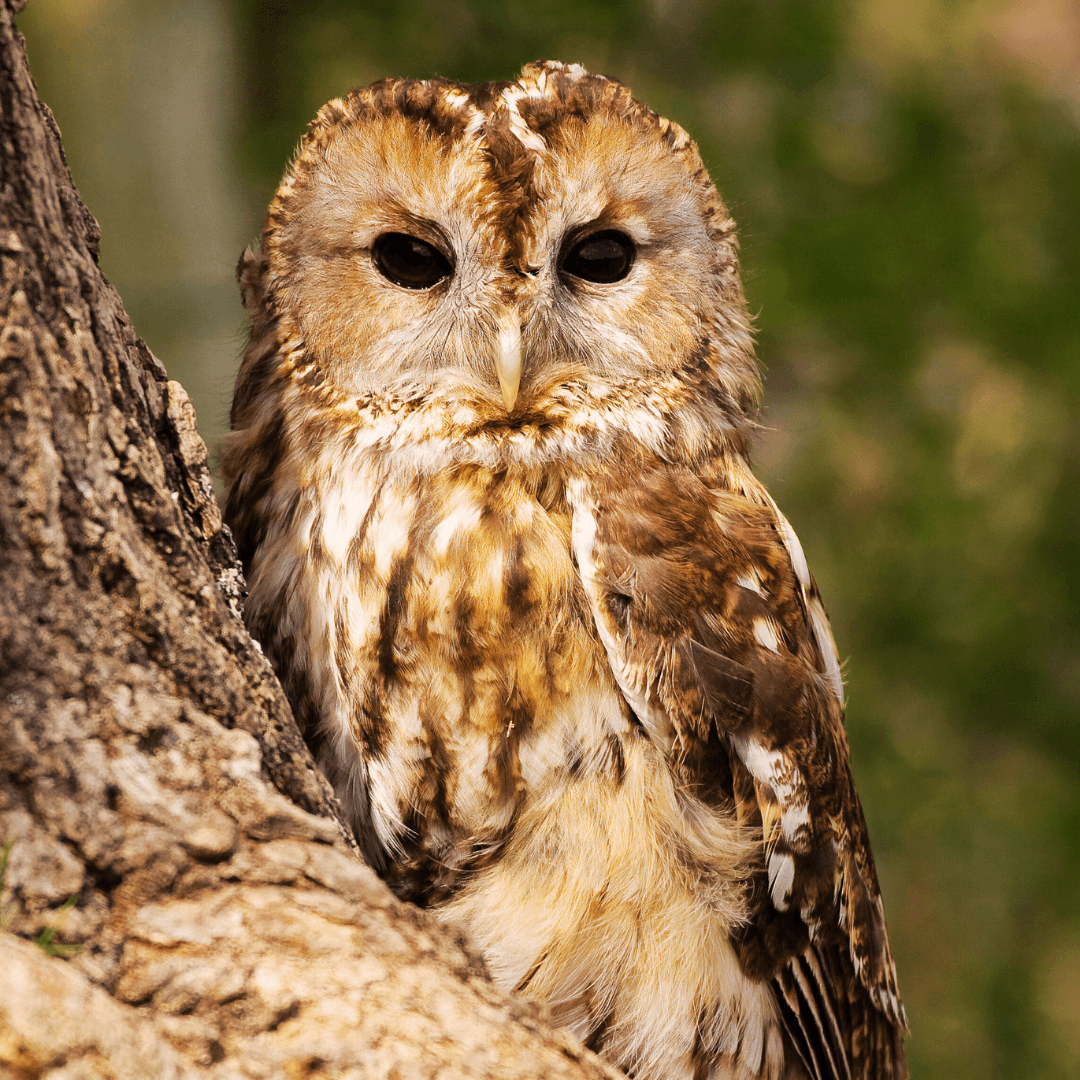 Tawny Owl