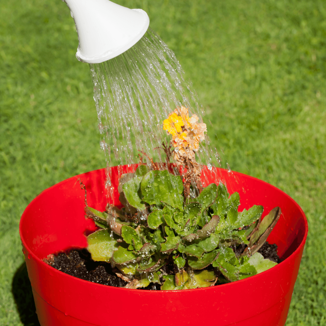 Water Your Potted Wildflowers Properly