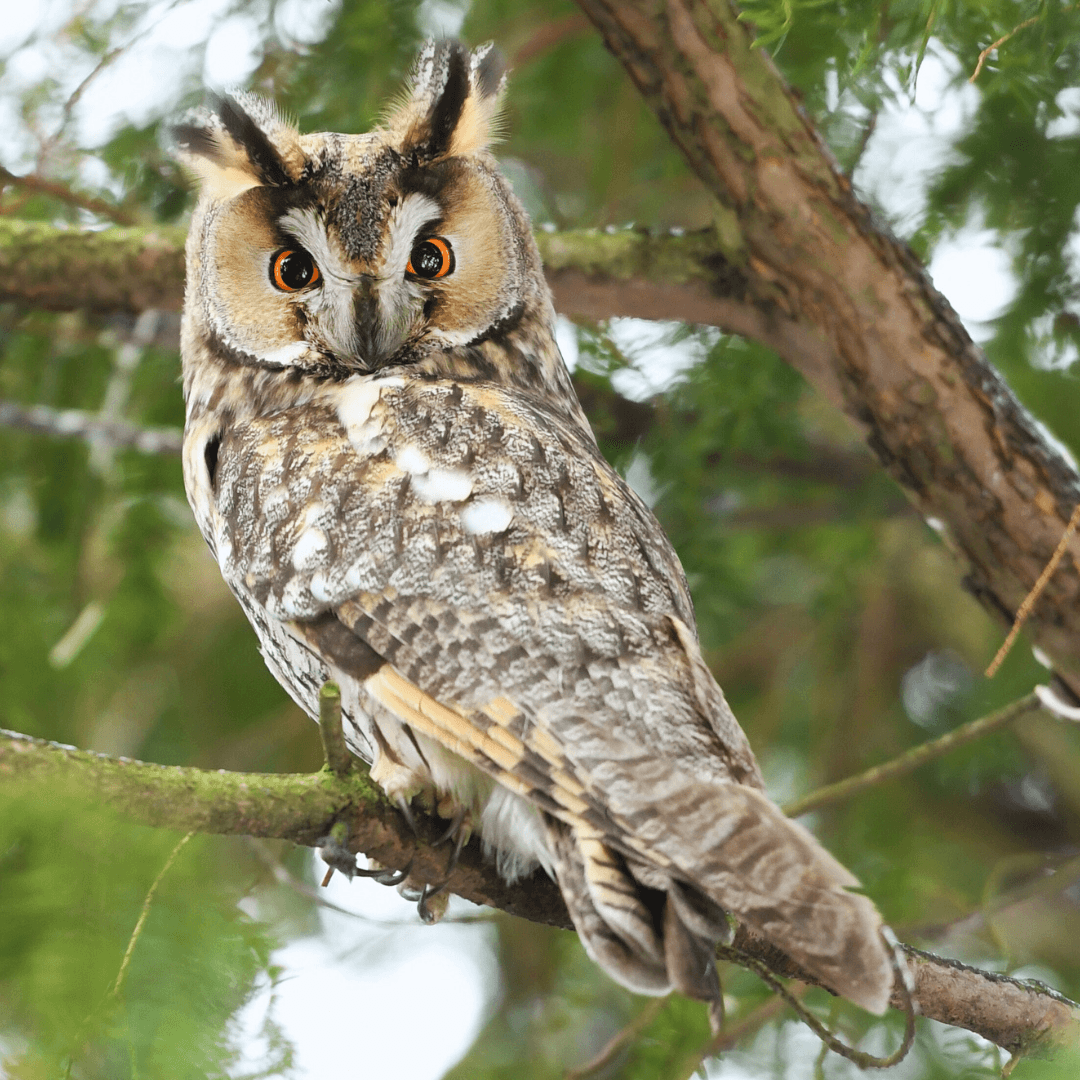 Long-Eared Owl