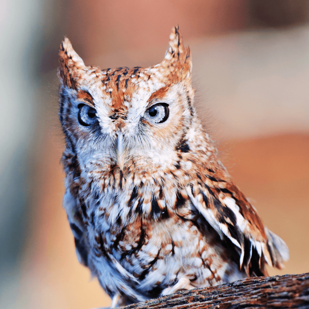 Eastern Screech Owl