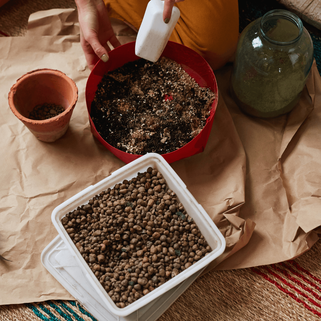 Fertilize Your Potted Wildflowers Occasionally