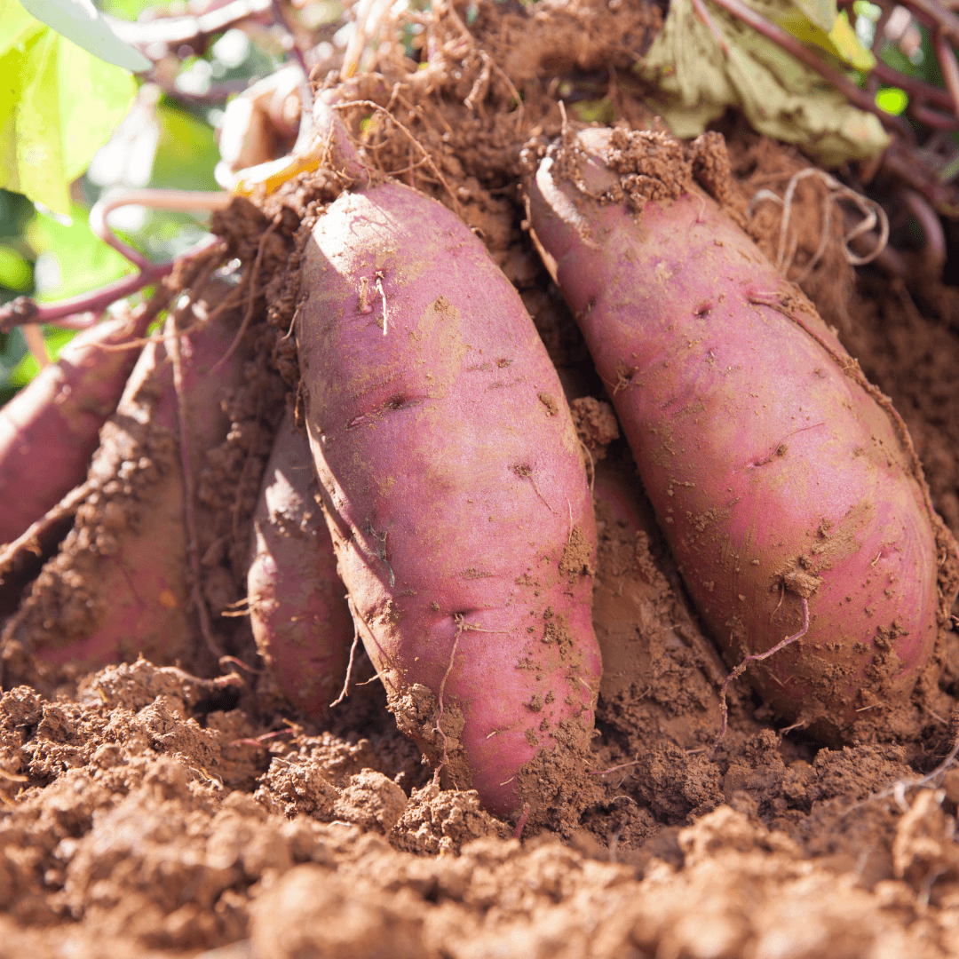 Sweet Potatoes