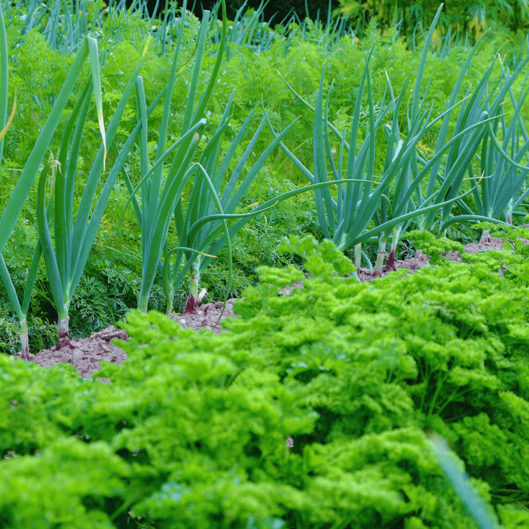 Carrots And Onions