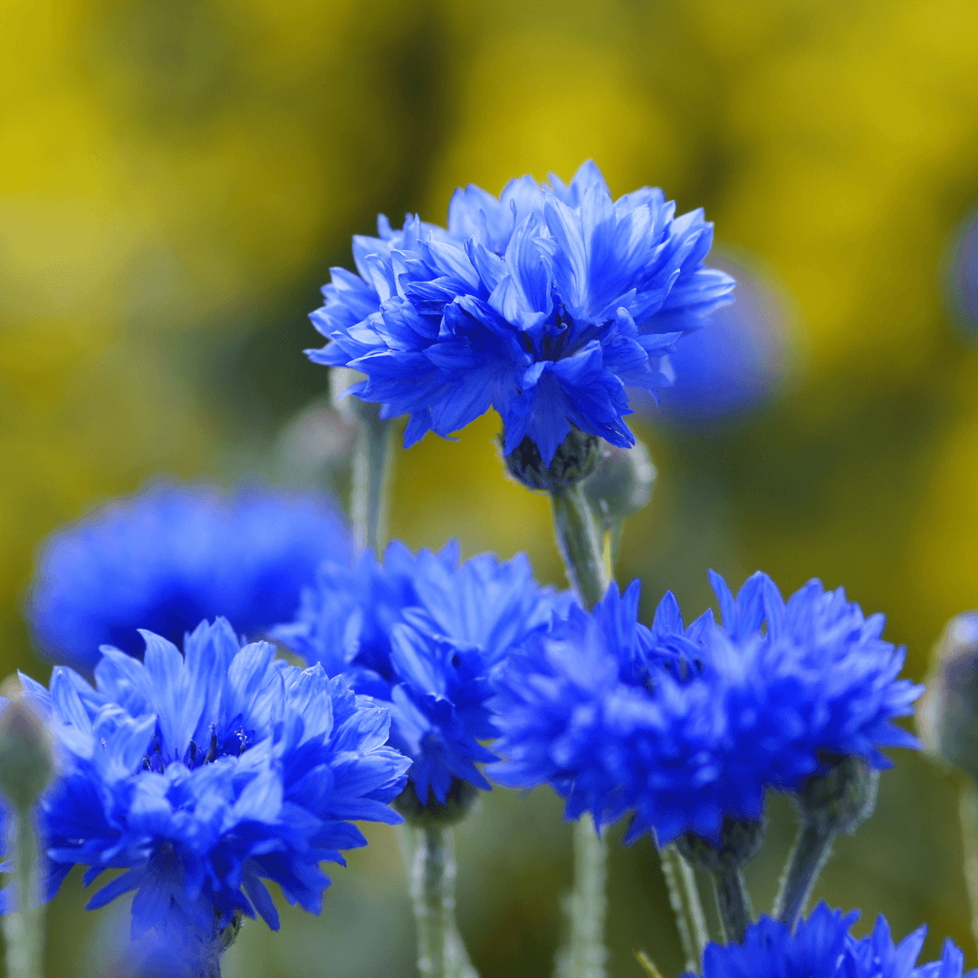 Cornflowers (Centaurea cyanus)