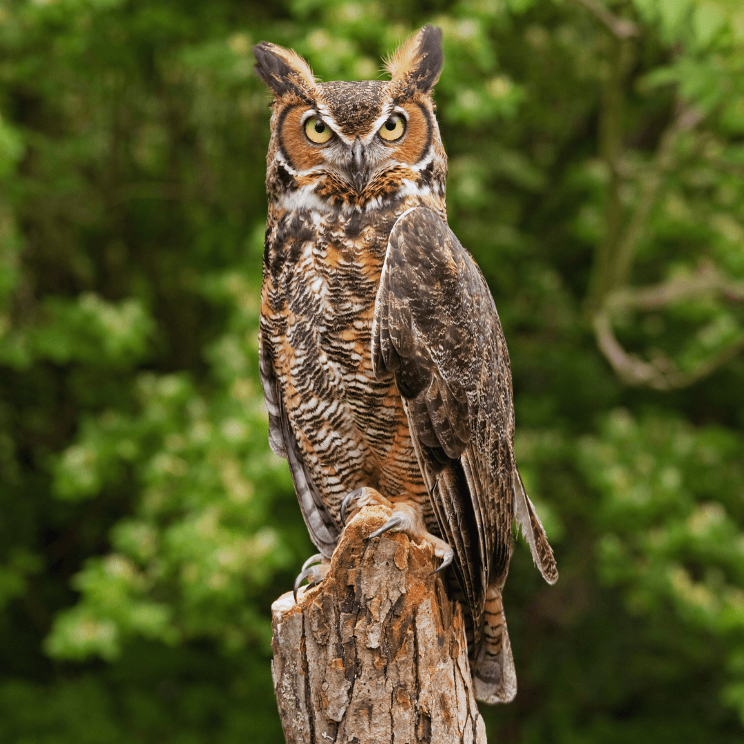 Great Horned Owl